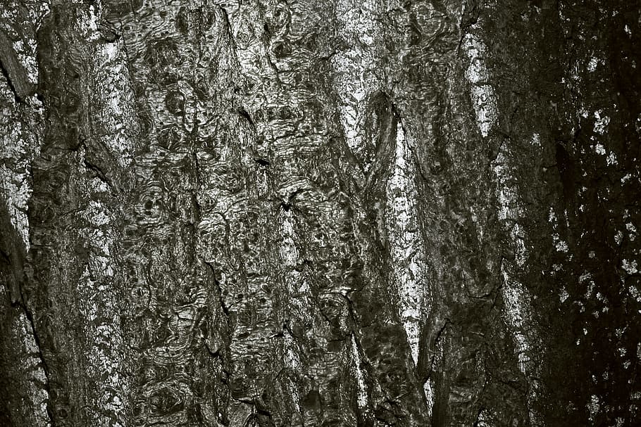 grunge, wood, tree, bark, cracked, gray, background, texture HD wallpaper