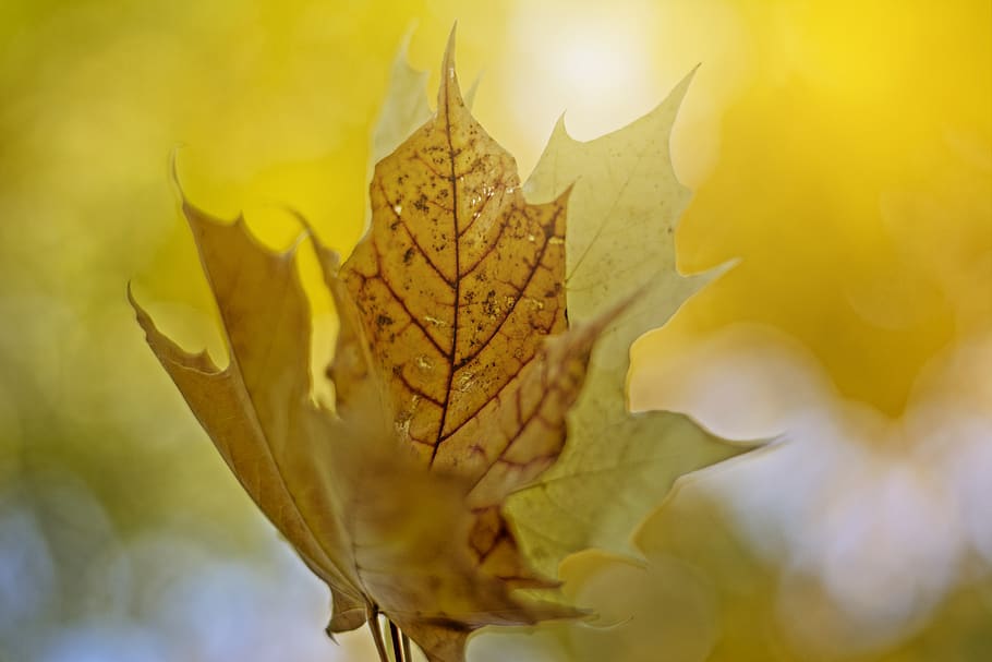 yellow leaf, plant, flora, maple leaf, kaunas, lithuania, peony HD wallpaper