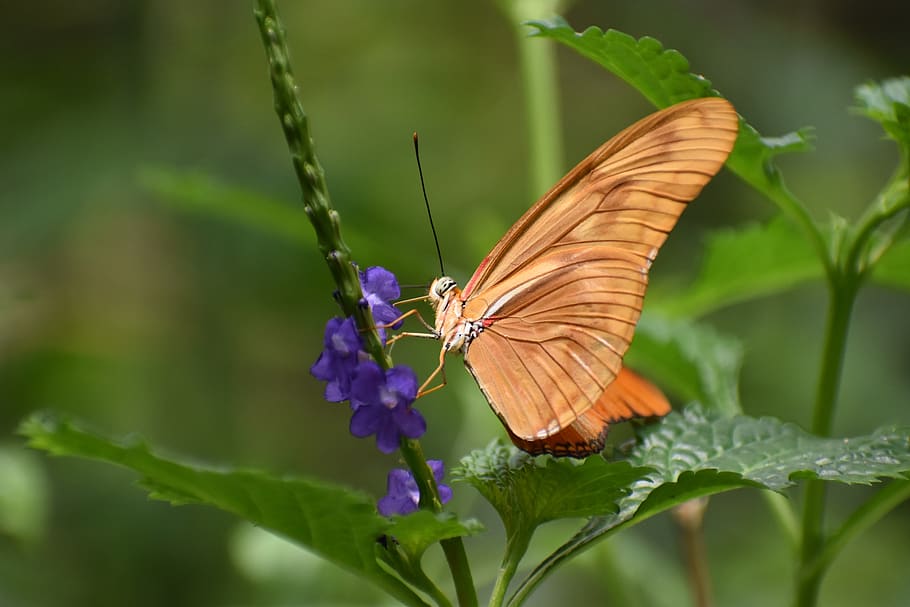 butterfly, nature, insects, bug's, orange, animal wildlife HD wallpaper