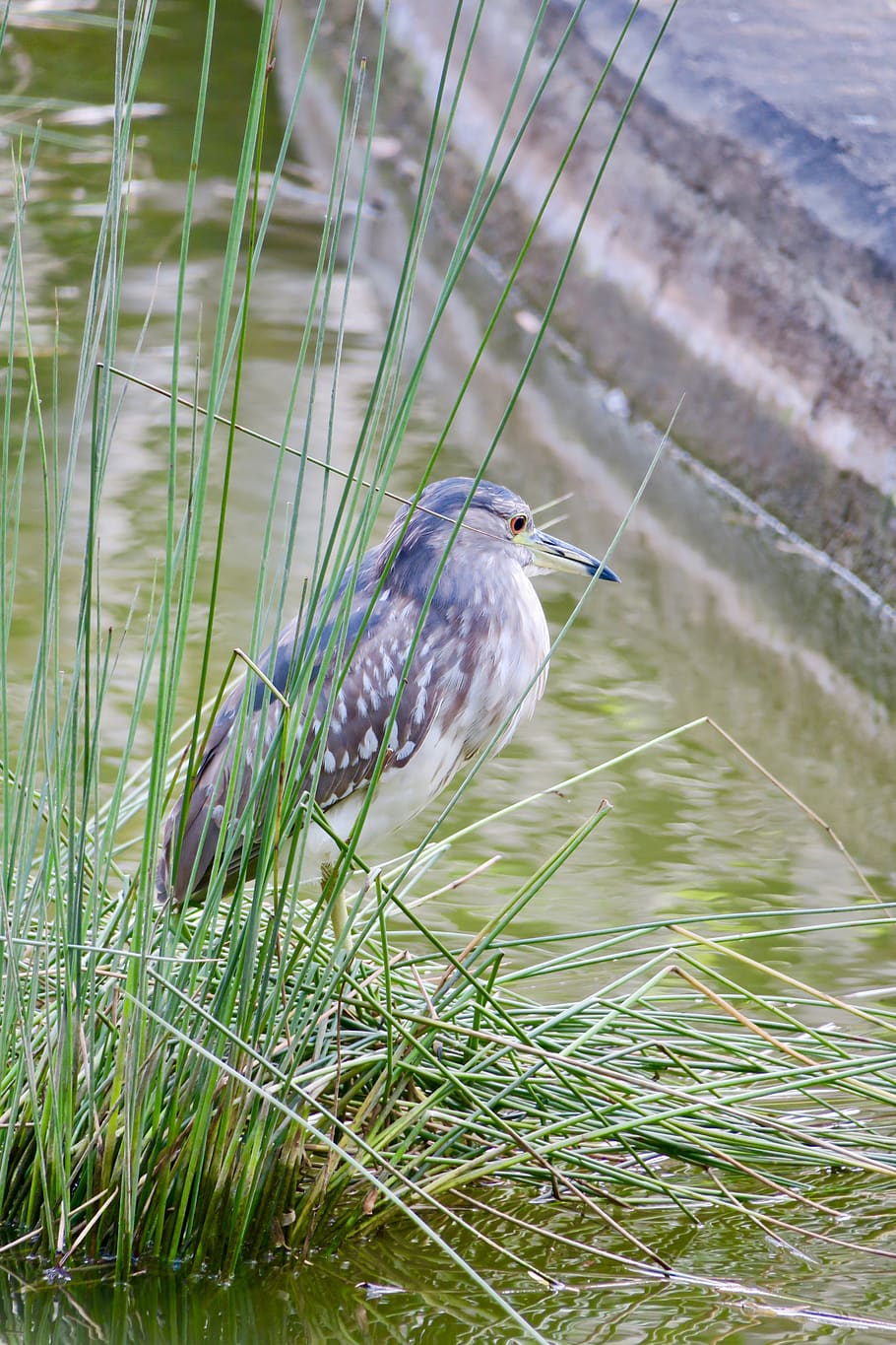 nature, bird, outdoor, park, tropical, wildlife, environment HD wallpaper