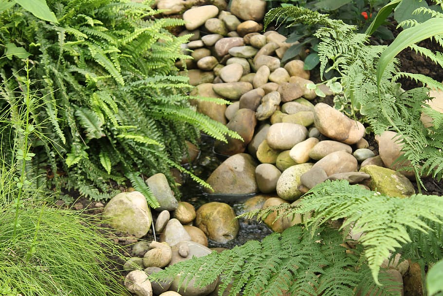 nature, rainforest, rocks, jungle, tropical, environment, fern HD wallpaper