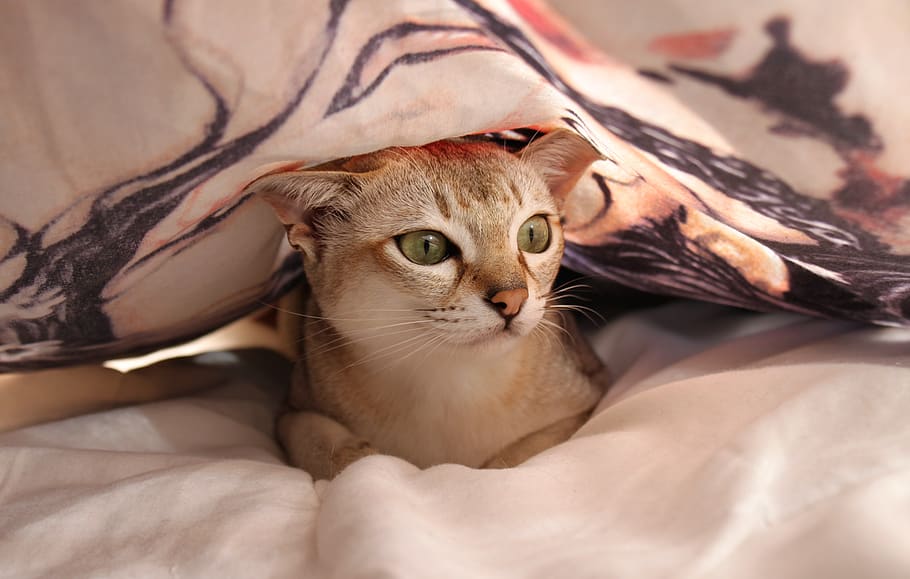 cat, bed, bed sheet, relax, bed linen, hiding place, sleep off HD wallpaper