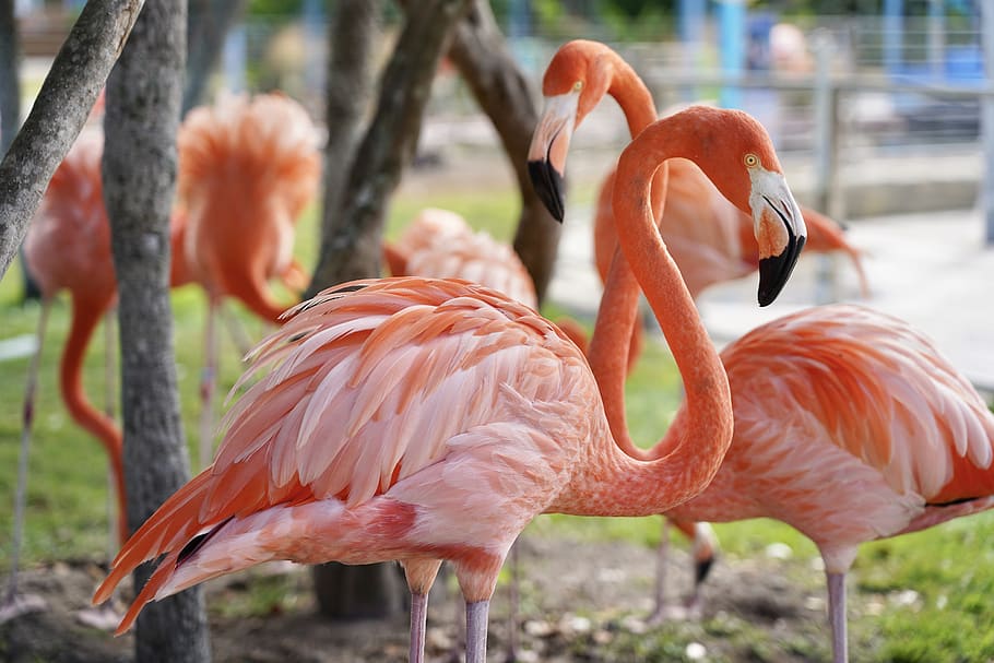 orange birds on field, animal, flamingo, flamingos, beak, flock HD wallpaper