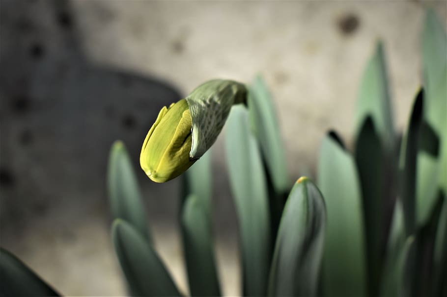 osterglocken, flowers, plant, easter, spring, yellow, nature HD wallpaper