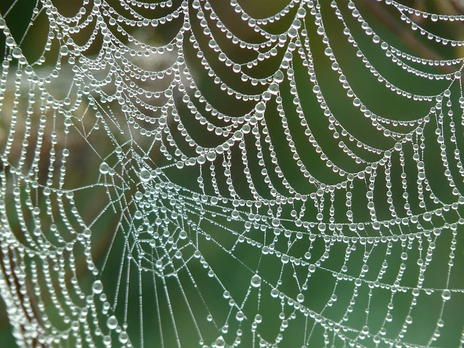 Spider Web With Rain Drops, close-up, cobweb, water, waterdrops HD wallpaper