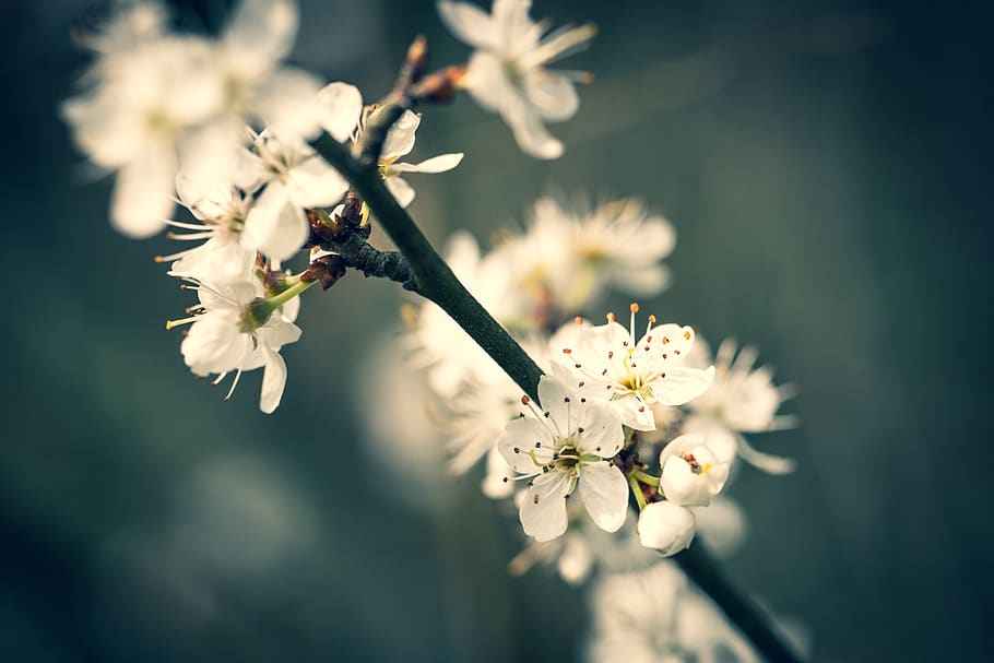 White-petaled Flowers, beautiful, bloom, blooming, blossom, blur HD wallpaper