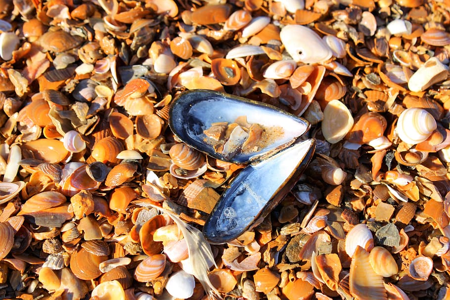 sea, beach, pearl, shell, mussel, mussel sea shell, north sea HD wallpaper