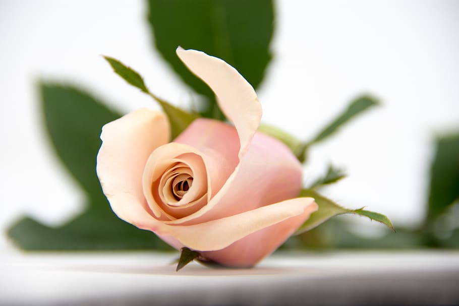 HD wallpaper: shallow focus photo of pink flower, rose, blossom, plant,  petal | Wallpaper Flare