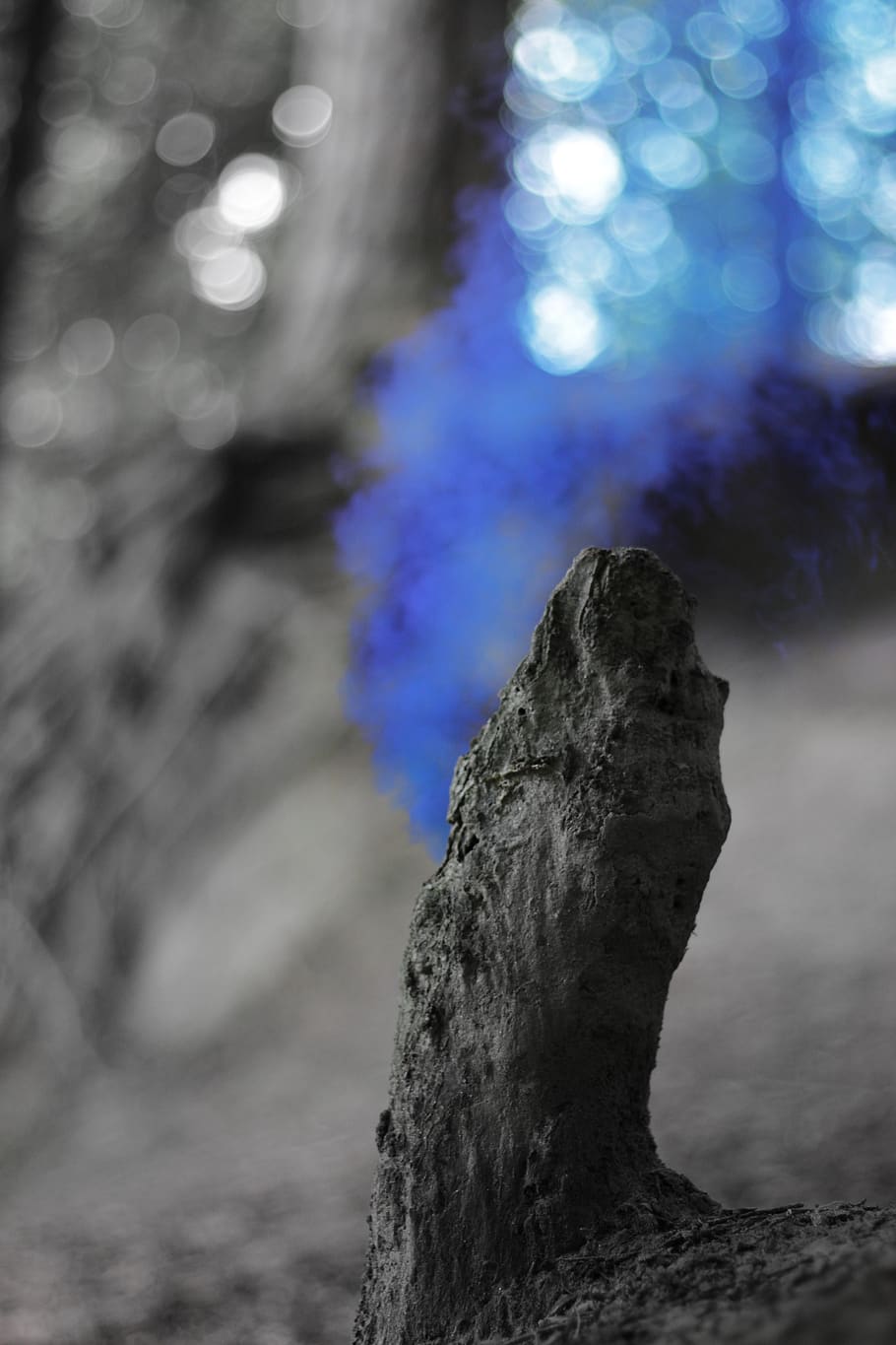 forest, black and white, tree trunk, focus on foreground, no people HD wallpaper
