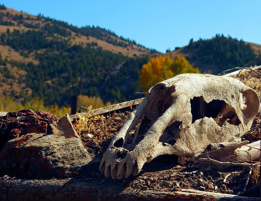 horse's skull on sod roof, bone, death, dead, bones, weird