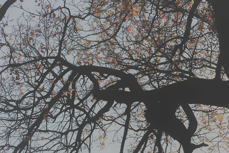 italy, tree, branch, plant, bare tree, low angle view, nature HD wallpaper