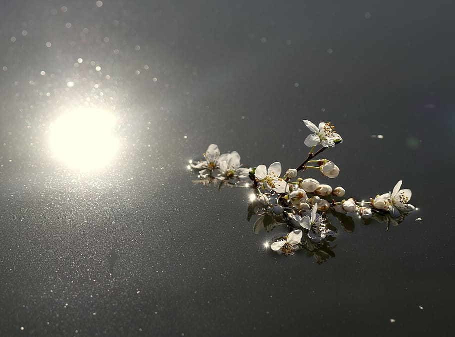 flowers, white, casey, water, waterline, spring, nice, petals HD wallpaper