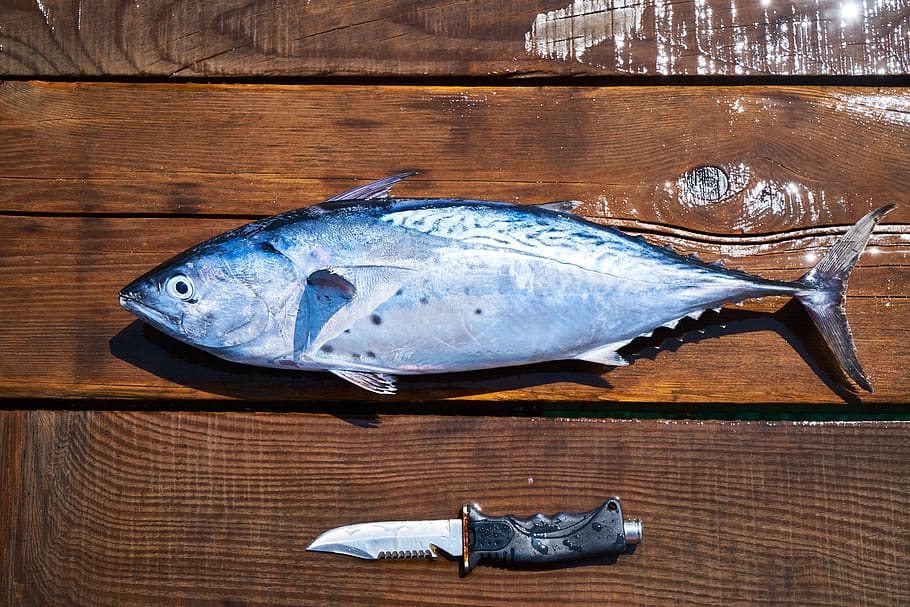 fish, knife, hack, sharp, fresh, catch, marine, restaurant, HD wallpaper