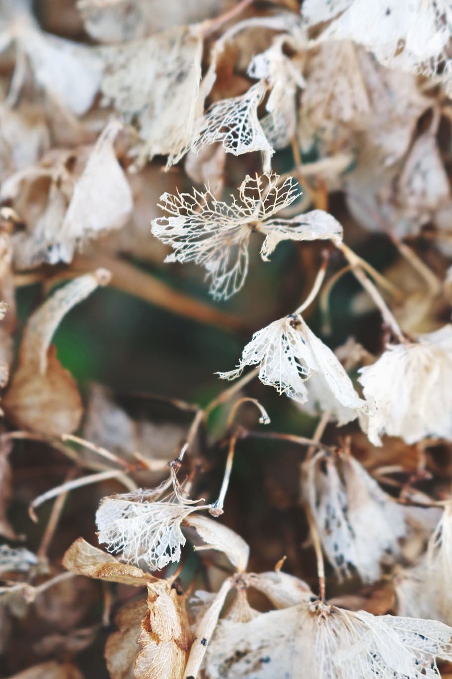 Brown Leaf Close Up Photography, blurred background, bright, close-up HD wallpaper