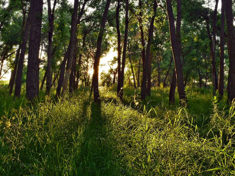 Green Grass, daylight, environment, forest, nature, trees, woods HD wallpaper