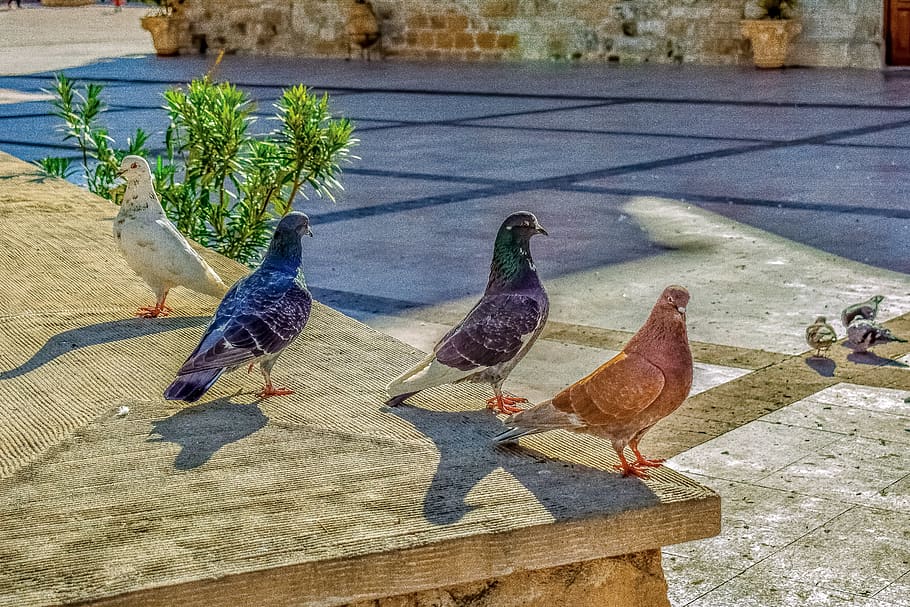pigeons, square, posing, bird, animal, st lazarus square, larnaca HD wallpaper