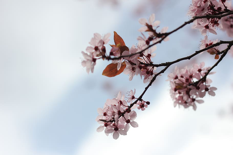 white petaled flower, plant, flowering plant, pink color, beauty in nature HD wallpaper