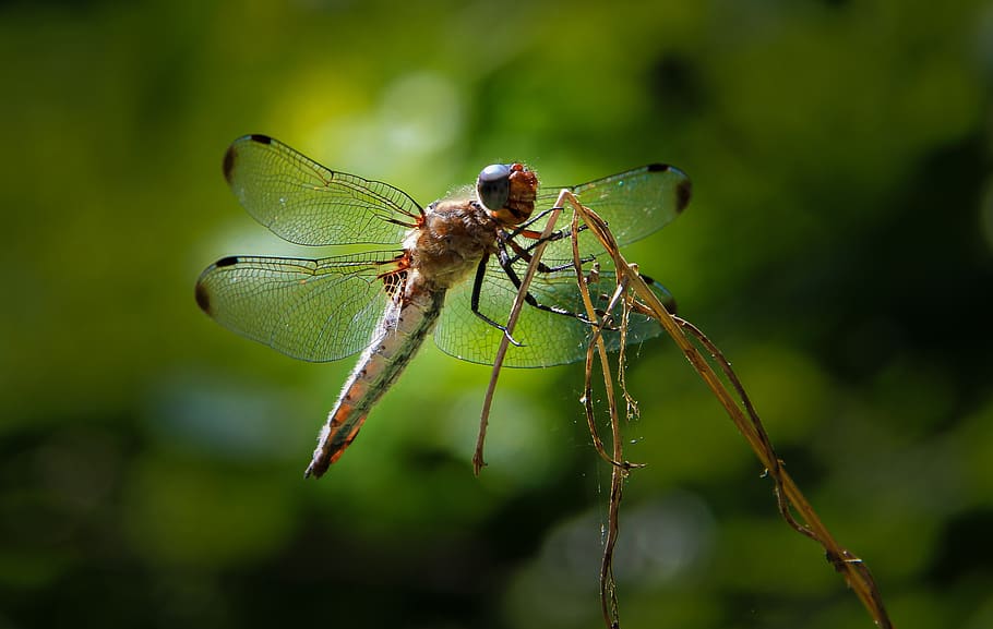 dragonfly, wing, insect, macro, nature, close up, green, summer HD wallpaper