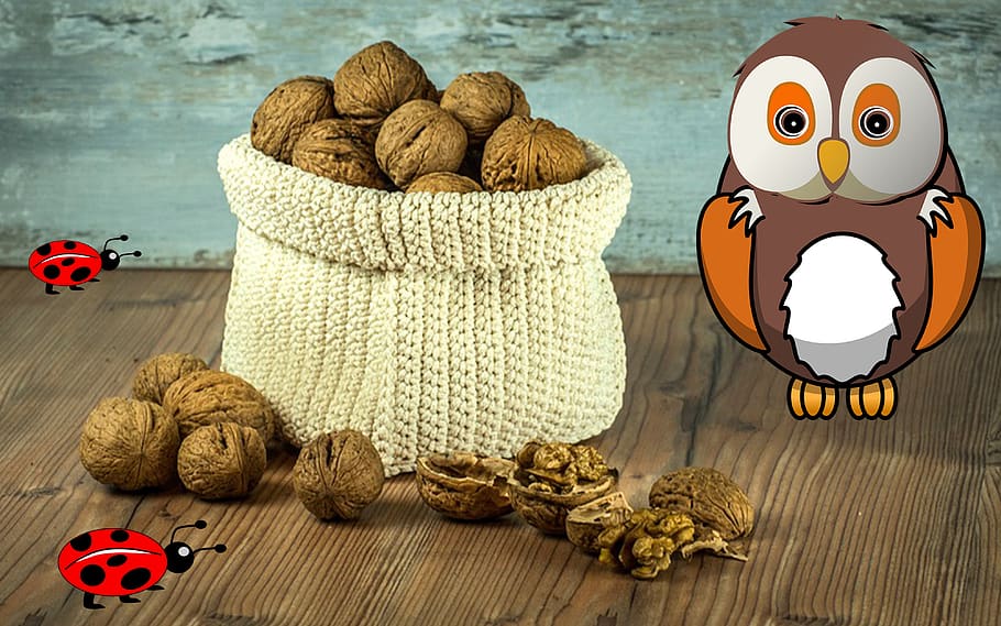 owl, walnuts, bugs, animals, insect, nature, beetle, butterfly HD wallpaper