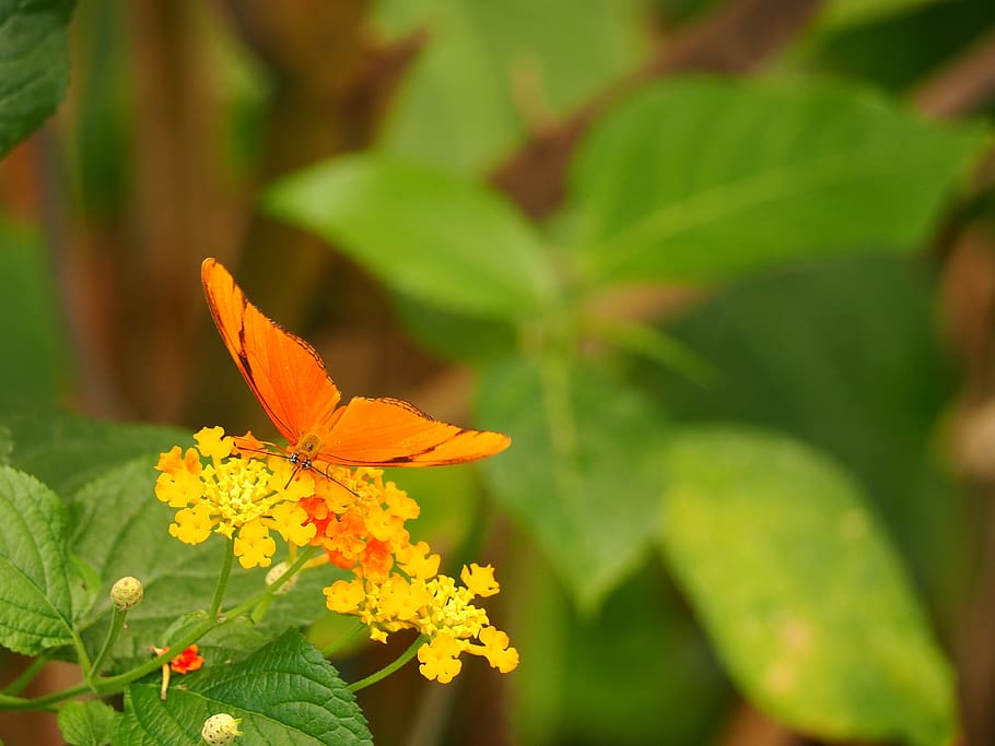 insect, butterfly, close up, macro, plant, leaf, plant part HD wallpaper