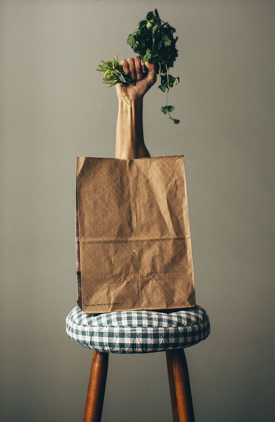 plant, indoors, no people, tree, studio shot, still life, growth HD wallpaper