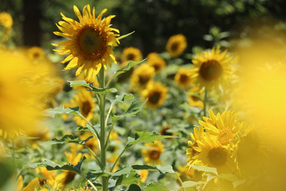 Photography Of Sunflowers, bloom, blossom, field, flora, garden HD wallpaper