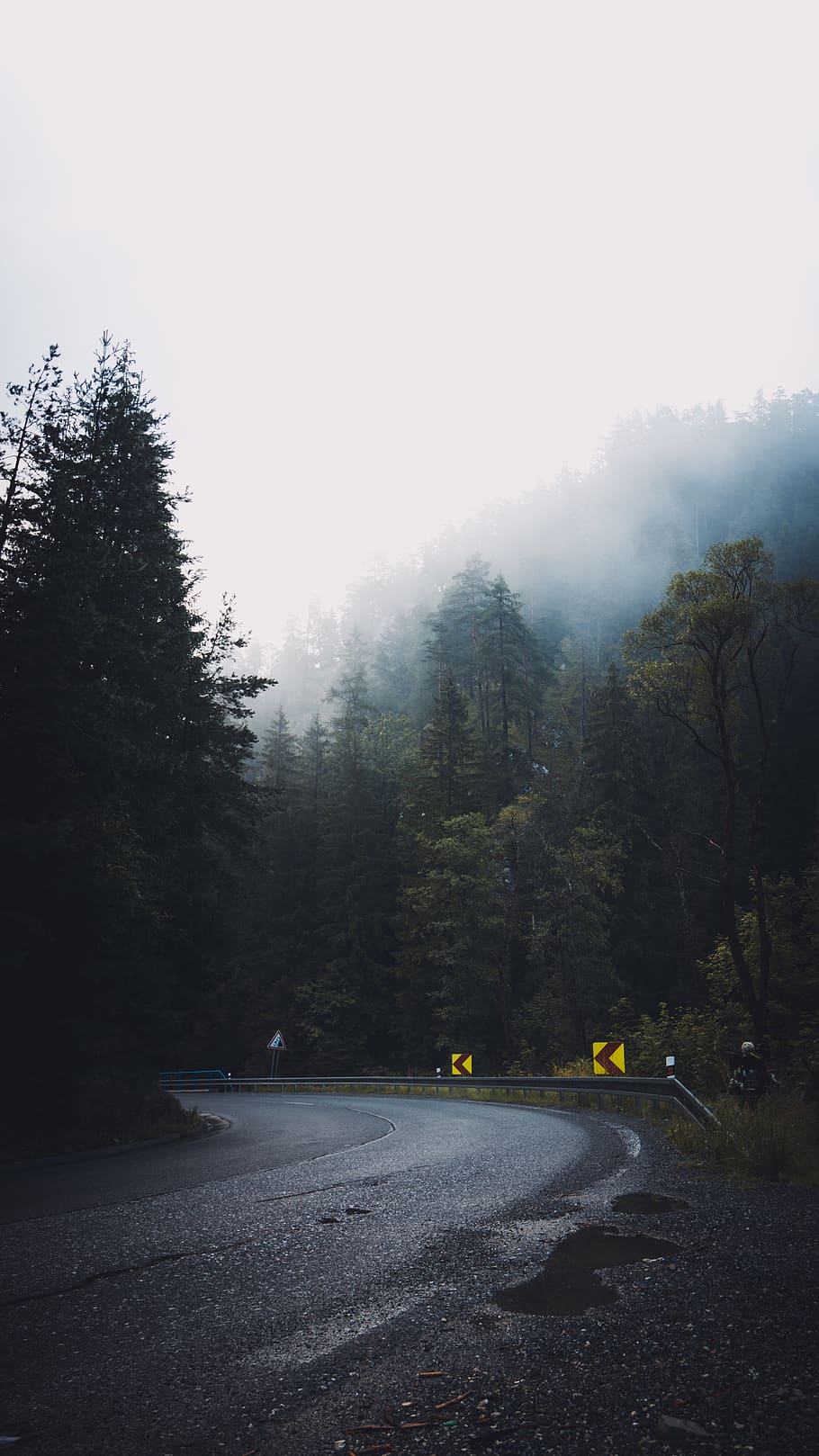 concrete road between trees covered with mist, fog, nature, weather HD wallpaper