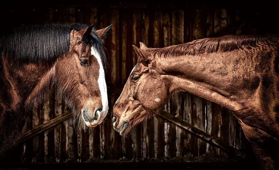 horses, friendship, horse stable, shire horse, animals, two, HD wallpaper