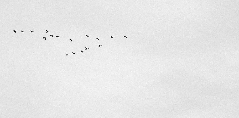 canada, goderich, flying, loon, birds, winter, fall, south HD wallpaper