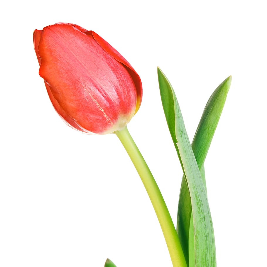 tulip, nobody, green, floral, petal, day, celebration, elegant HD wallpaper