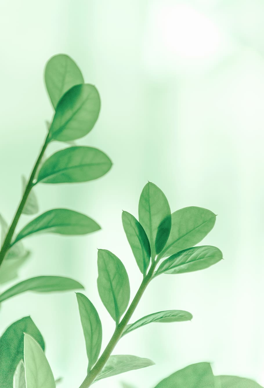 Close-Up Photo of Leaves, blur, focus, fresh, freshness, growth HD wallpaper