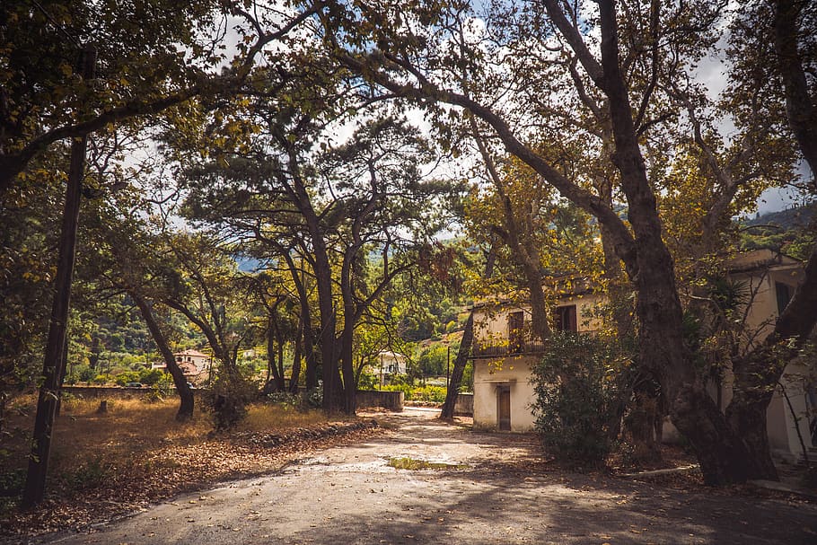 trees, house, abandoned, building, woods, architecture, plant HD wallpaper