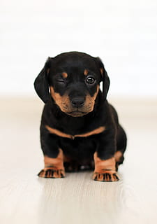 Winking Black And Brown Puppy, adorable, animal, breed, canine HD wallpaper