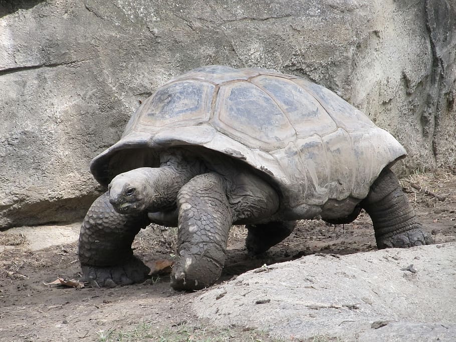 Black Tortoise Standing, animal, shell, slow, turtle, wildlife HD wallpaper