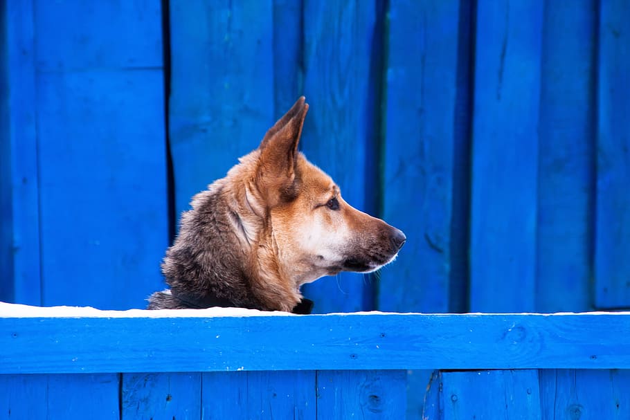 dog, head, portrait, face, furry, beautiful, canine, pet, blue HD wallpaper