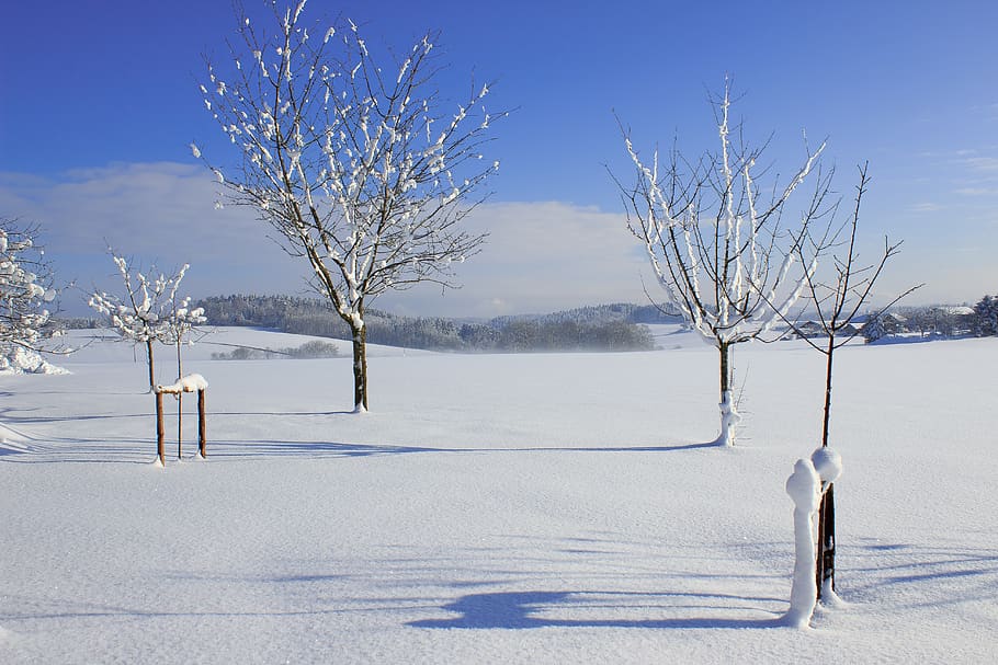 winter, landscape, tree, snow, nature, cold, wintry, frost HD wallpaper