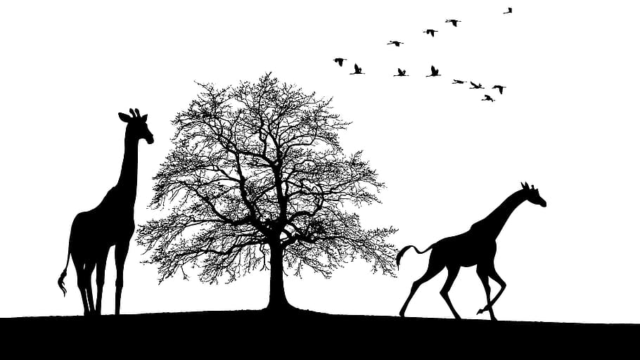 tree, animals, nature, wild, birds, wildlife, giraffes, animal themes HD wallpaper