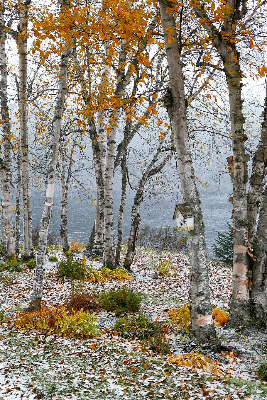 landscape, fall, birch, trees, leaves, snow, lake, wood, branches HD wallpaper