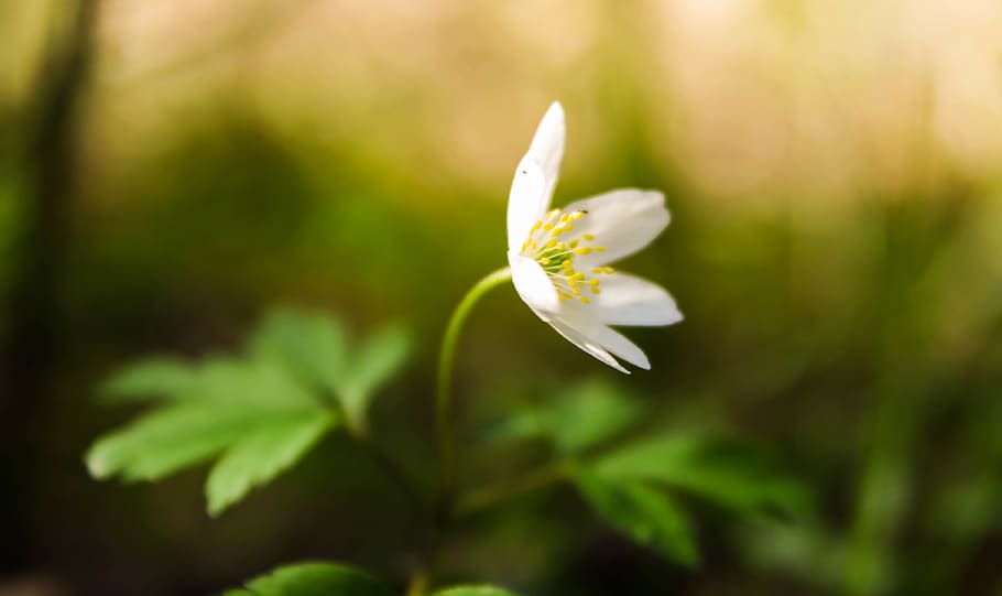 White Stitchwort Flower , bloom, blossom, flora, macro, plant HD wallpaper