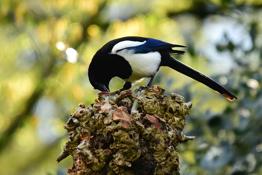 magpie, bird, animal, plumage, feather, corvidae, pecking, perched