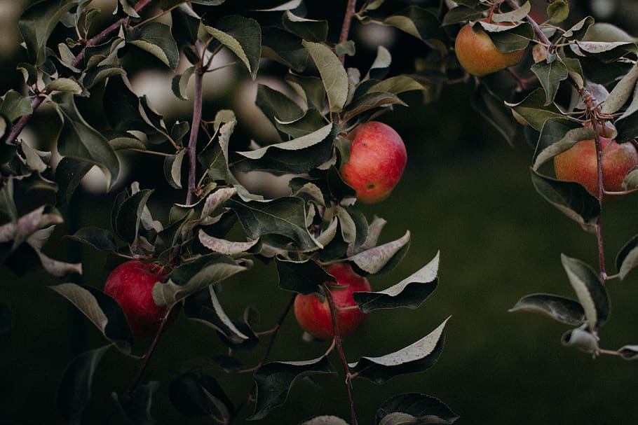 red apple fruits, healthy eating, food and drink, wellbeing, freshness HD wallpaper