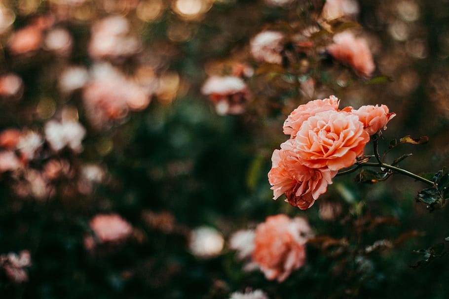 Pink Petal Flowers in Shallow Focus Photography, bright, color HD wallpaper