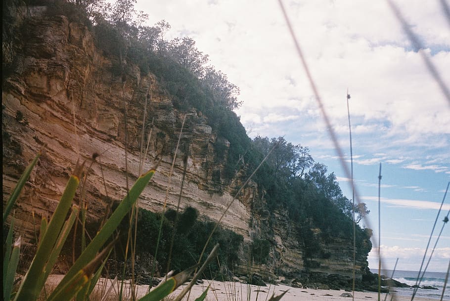 trees, beach, sand, 35mm, 35mm film, rock wall, cliff, plant HD wallpaper