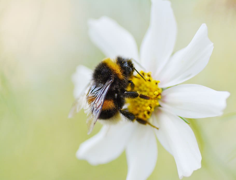 bee perching on white flower, flowering plant, fragility, petal HD wallpaper