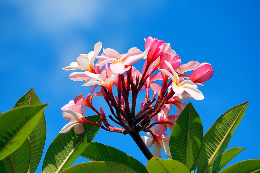 wild, flower, blooming, tree, top, plant, spring, sky, blue HD wallpaper