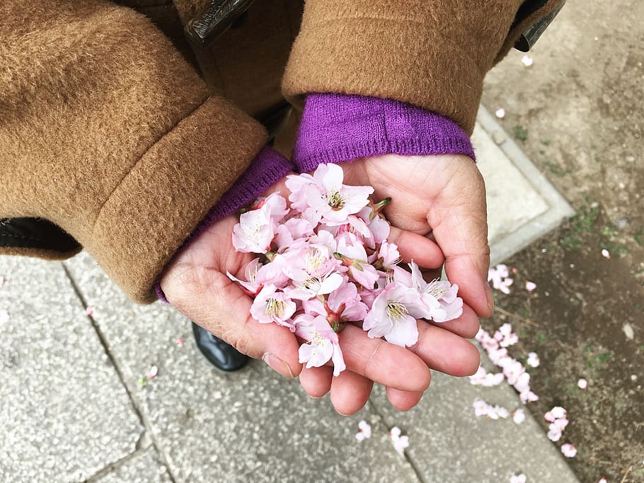 japan, sakura, flower, spring, pink, blooming, flowering plant HD wallpaper