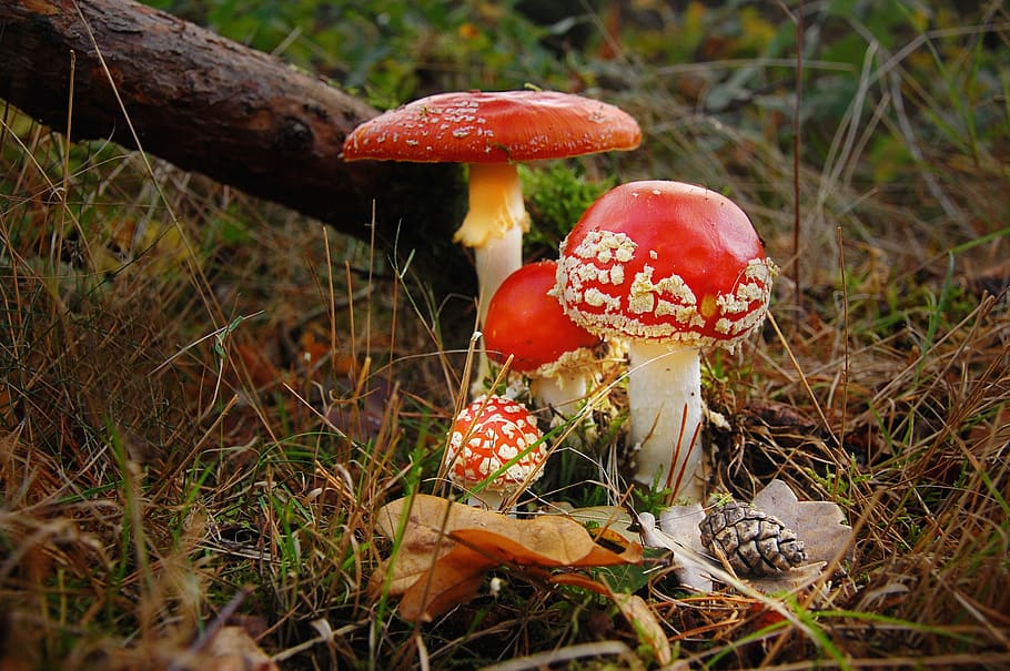 fly agaric, forest, nature, toxic, mushroom, red, autumn, moss HD wallpaper