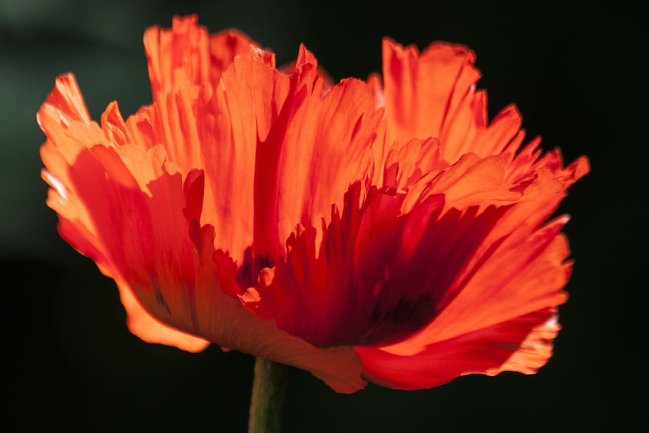 Red Flower, bloom, blossom, close-up, flora, HD wallpaper, nature HD wallpaper