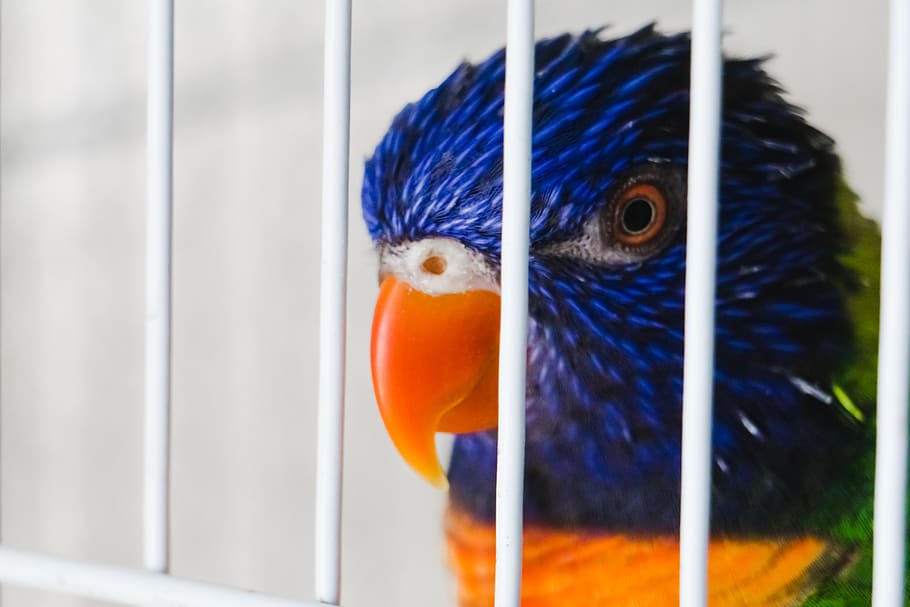 birds, loro, blue, animal, animal themes, vertebrate, close-up HD wallpaper