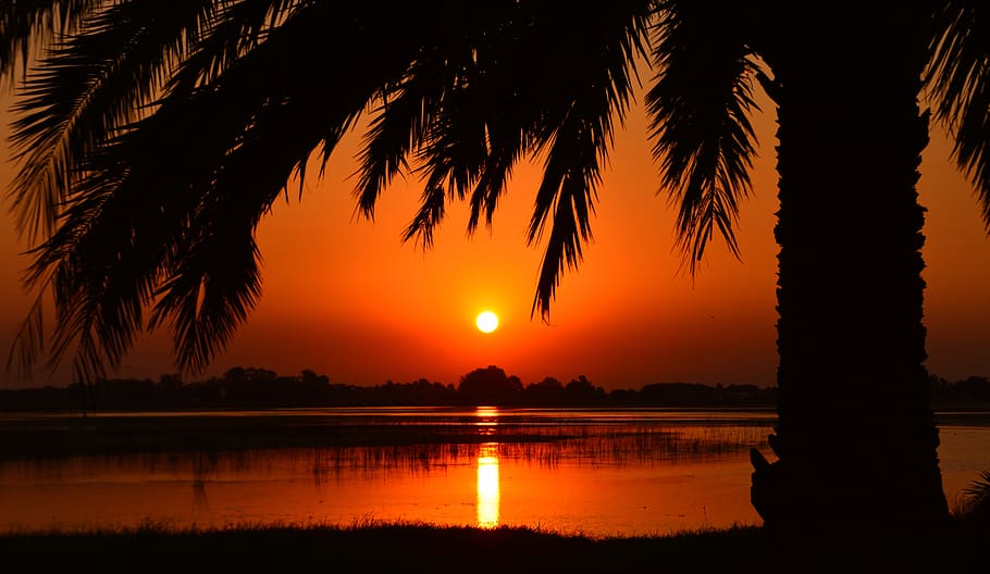 Silhouette of Palm Tree in Golden Hour Photography, backlit, calm HD wallpaper